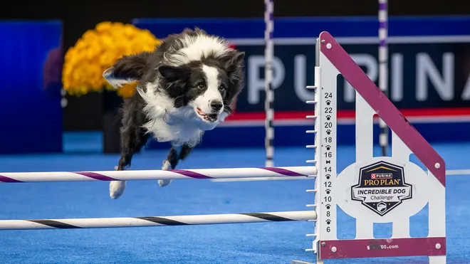 The National Dog Show 2024: Akc National Dog Show 2024 ticket price