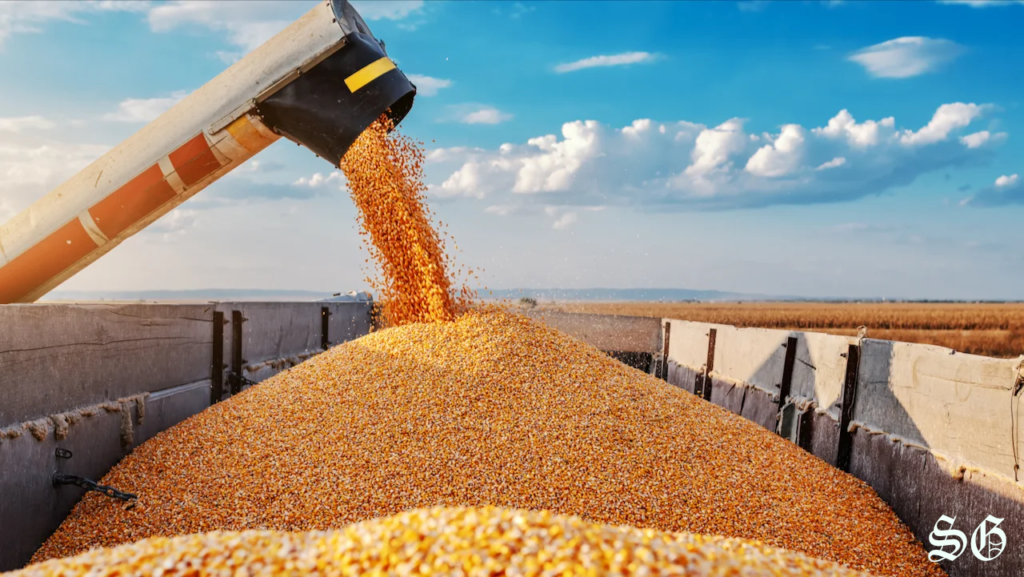 Trade Panel Declares Mexico’s GM Corn Ban in Violation of USMCA Rules