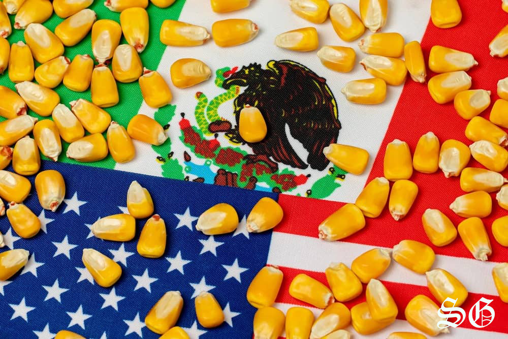 Trade Panel Declares Mexico’s GM Corn Ban in Violation of USMCA Rules